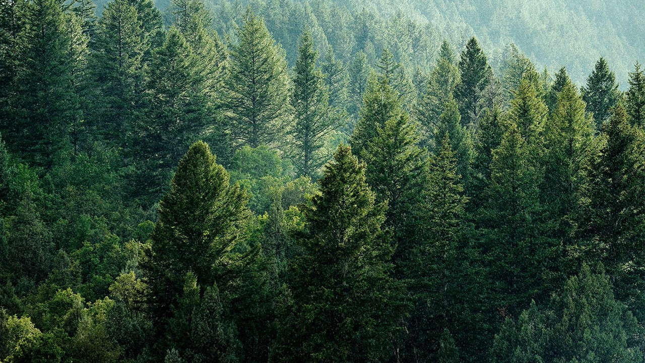 Green forest