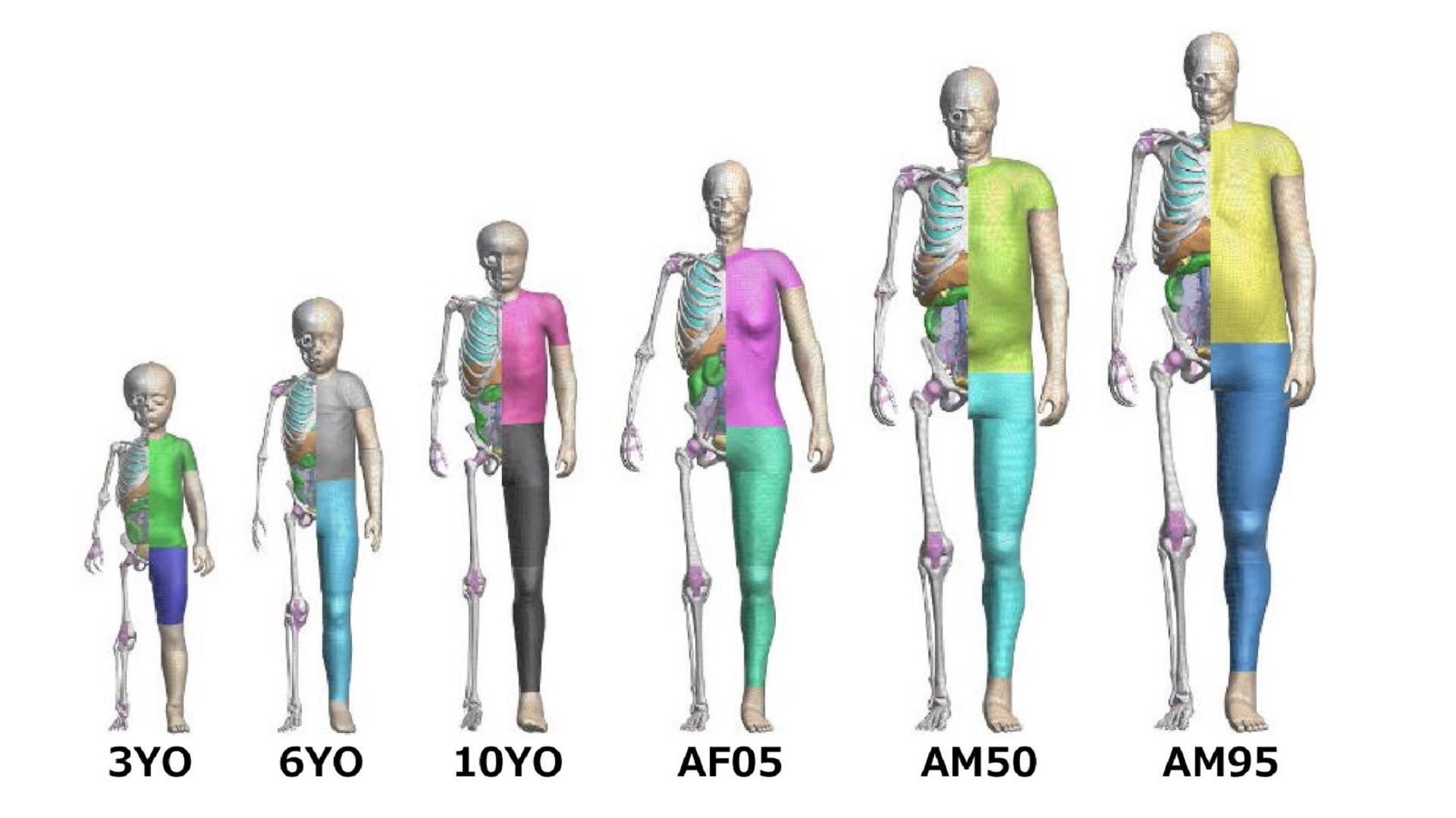 Toyota provides free access to Total Human Model for Safety 