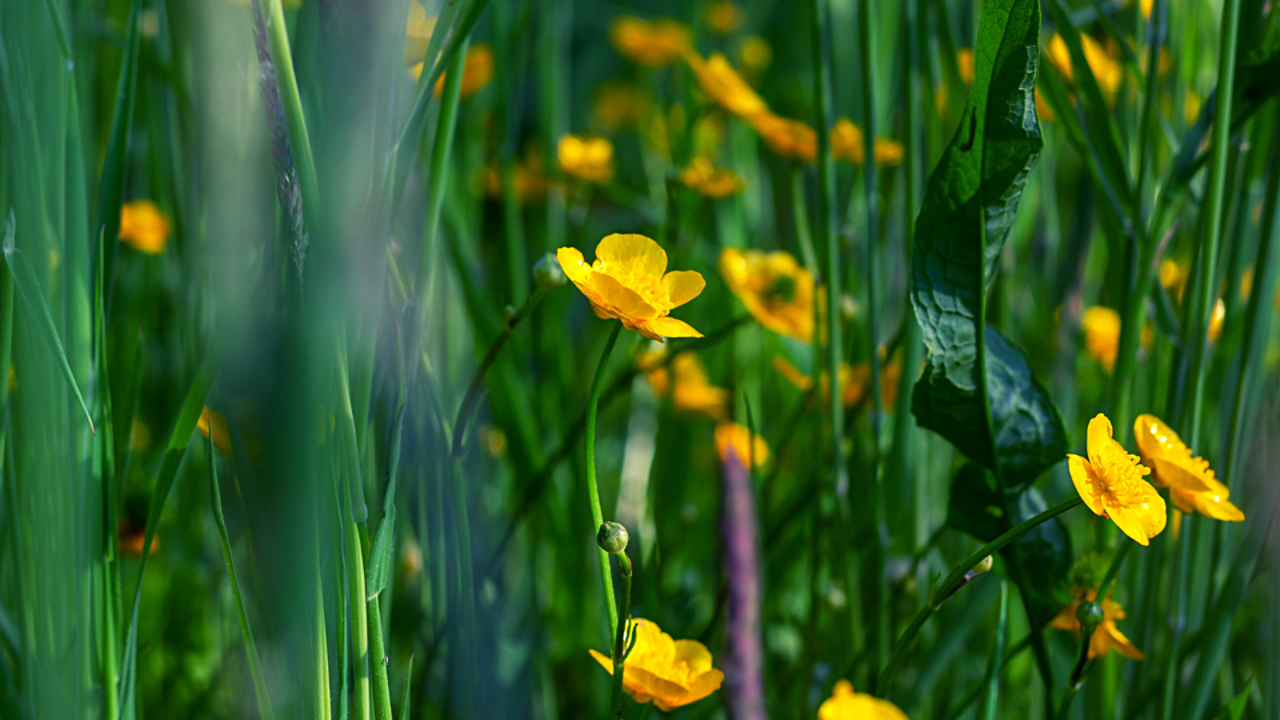 toyota and biodiversity