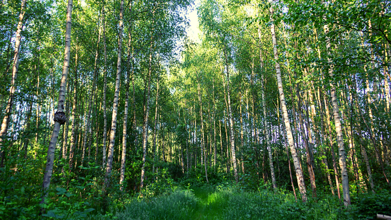 Native biodiverse greenery for everyone  