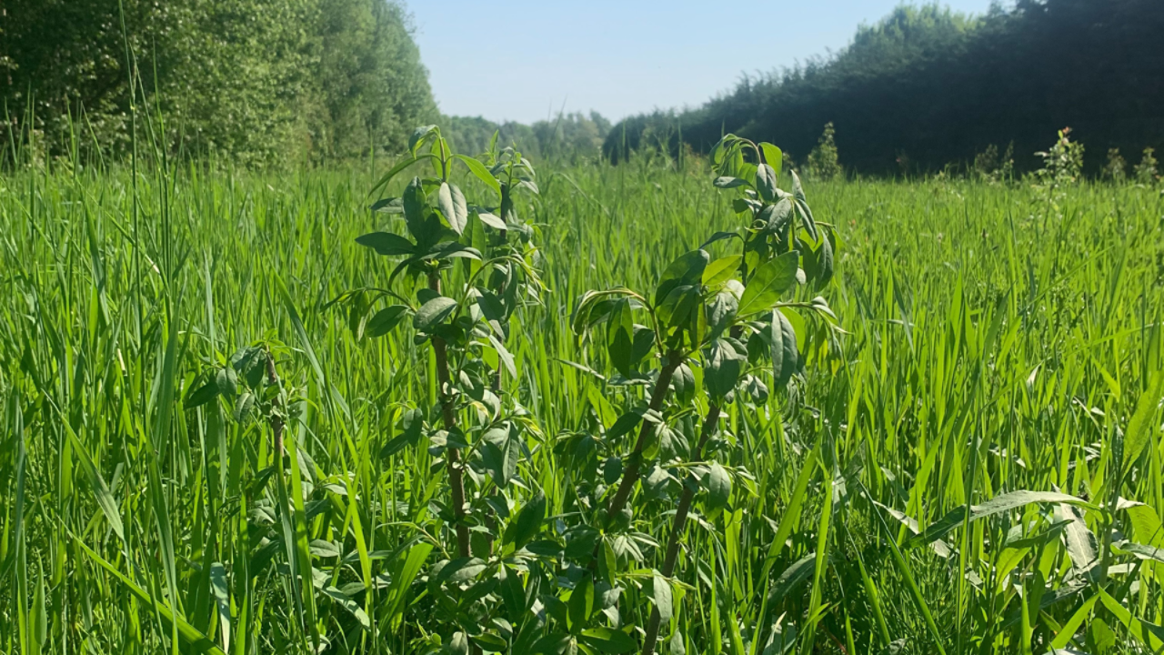 Booming young plants  