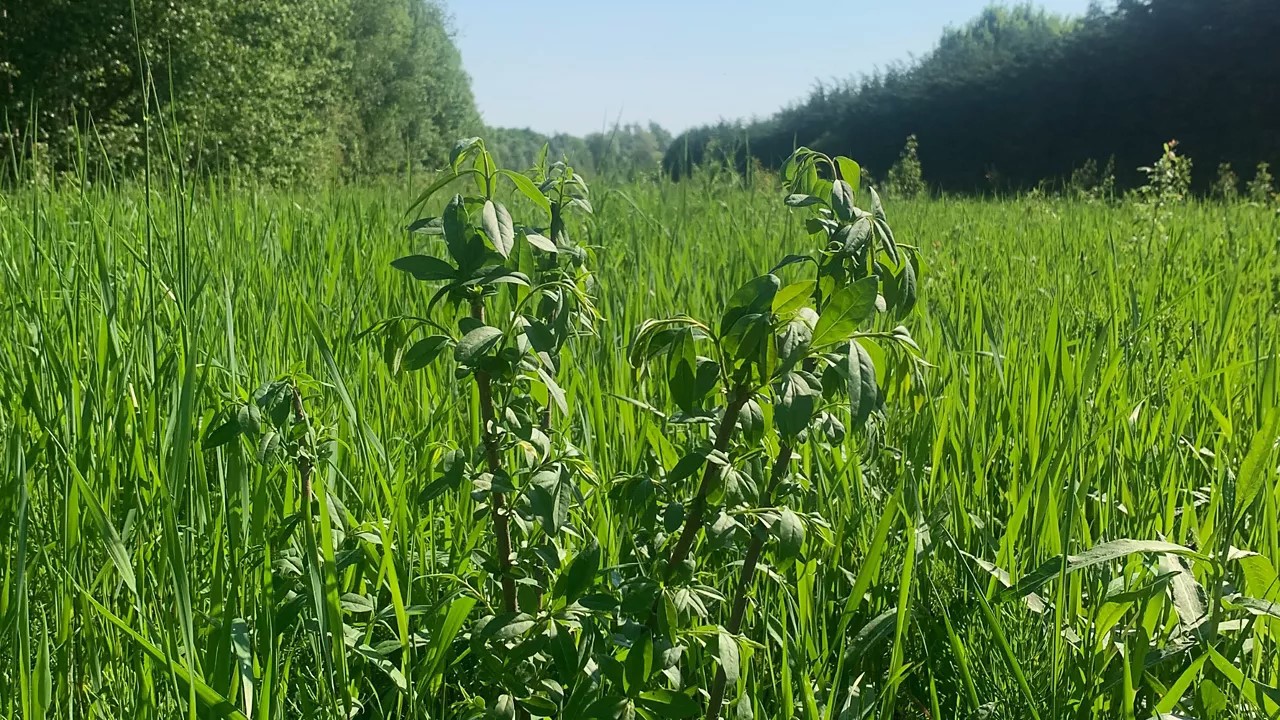 Young trees growing in the forest near Brussels