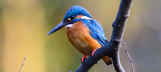 King Fisher