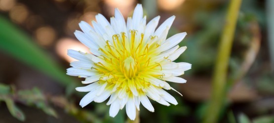 The Japanese Dandelion