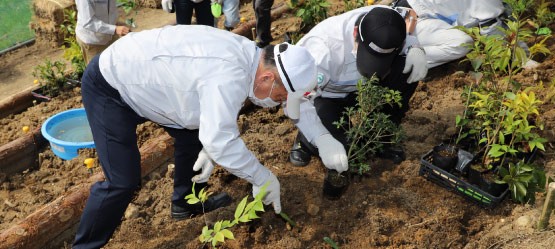 Toyota employees from the Mirai plant planting saplings