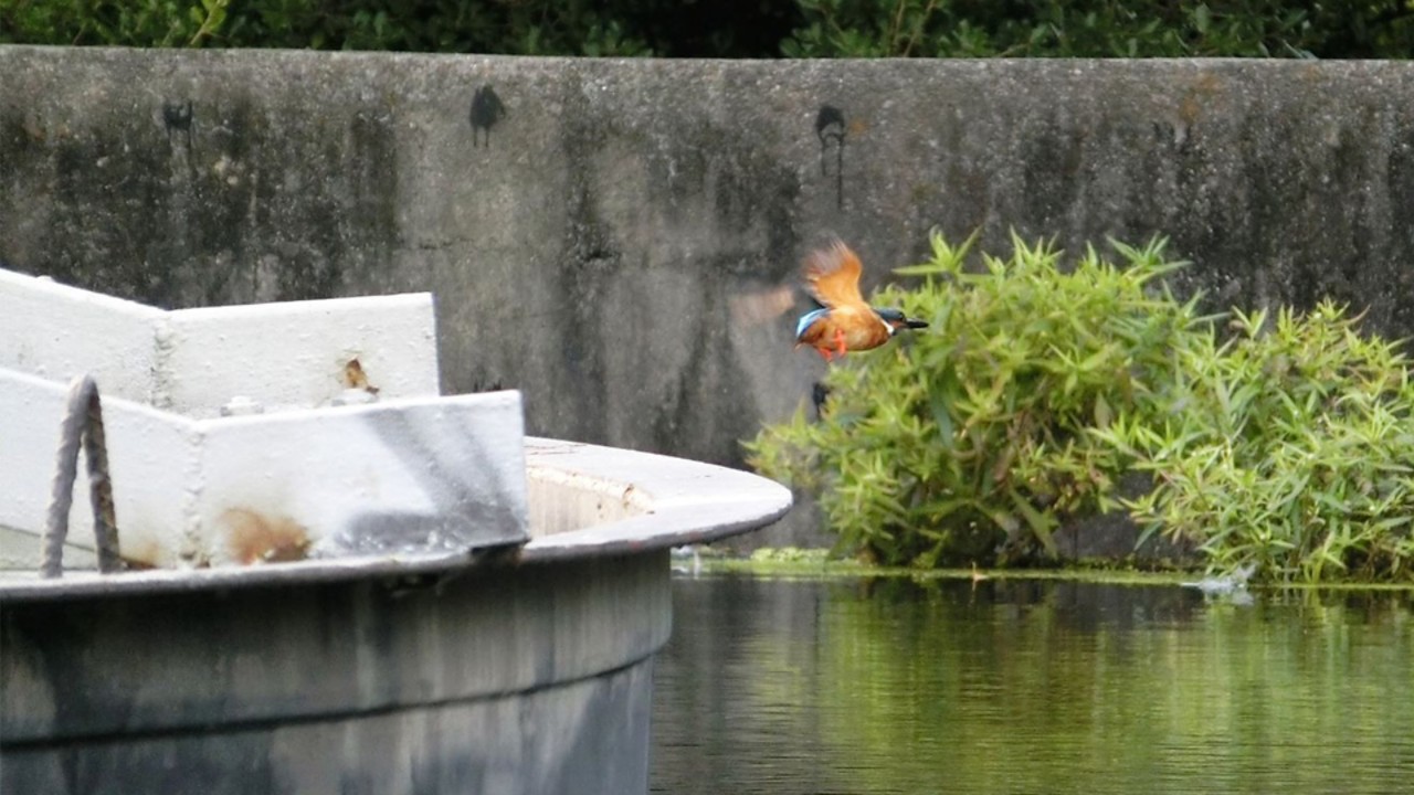 King fisher flying over water